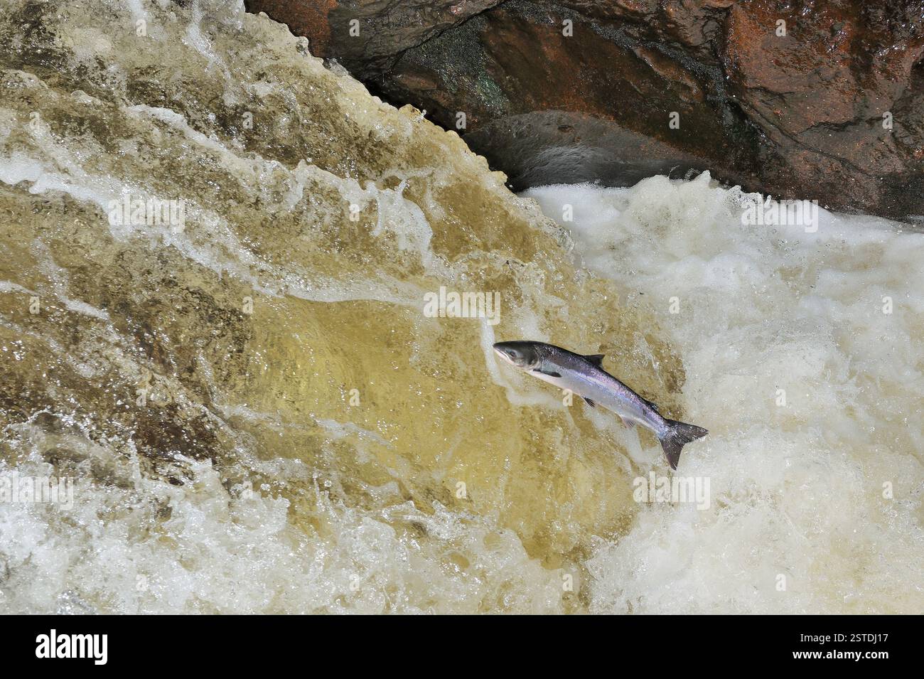 Atlantic Salmon (Salmo salar) fresh-run fish leaping fall on the it's ...