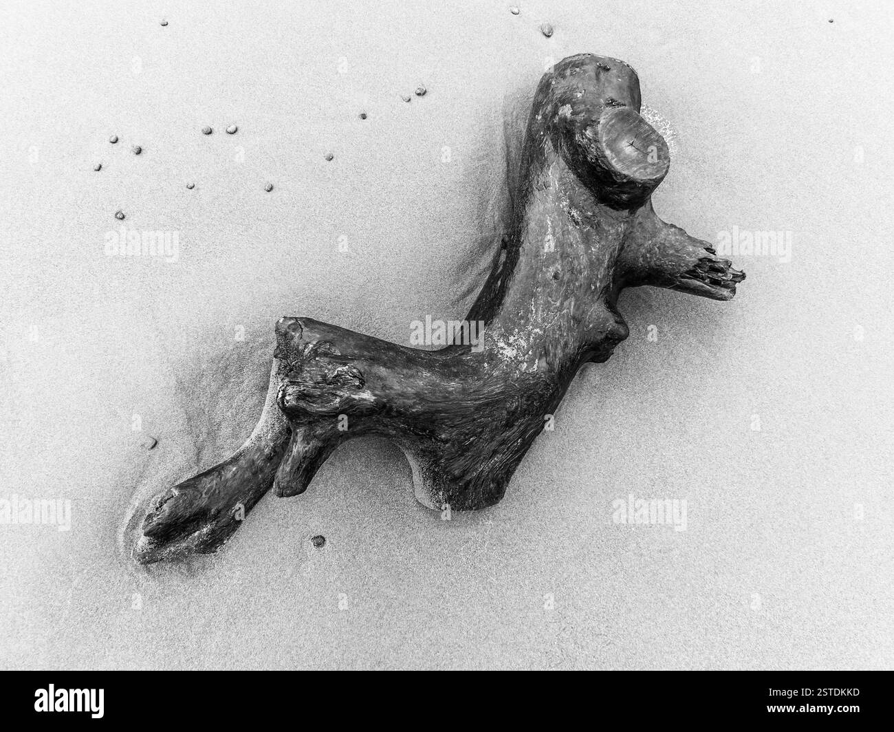 Driftwood on a sand beach in black and white Stock Photo - Alamy