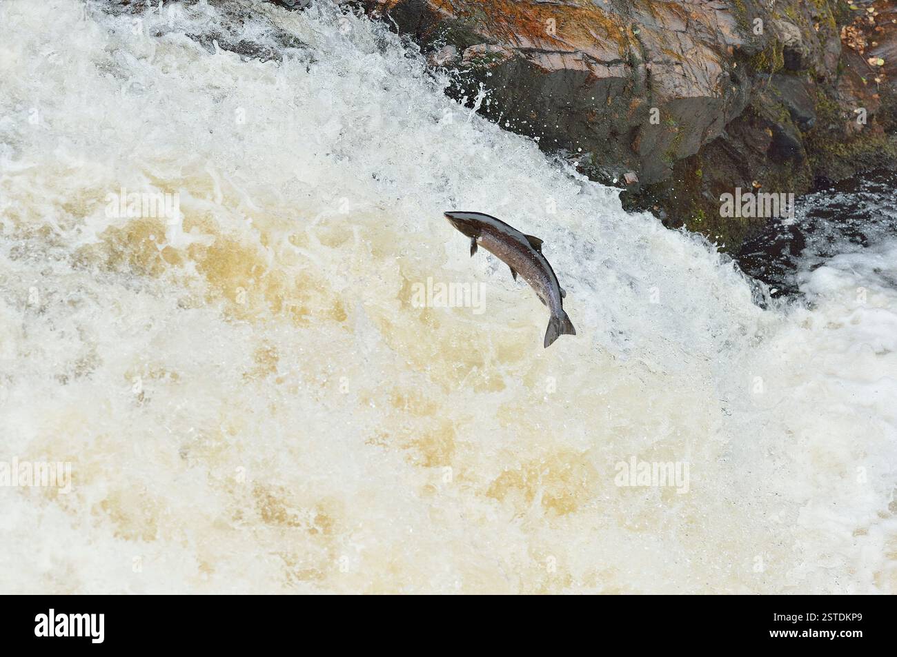 Atlantic Salmon (Salmo salar) leaping waterfall to make it's way ...
