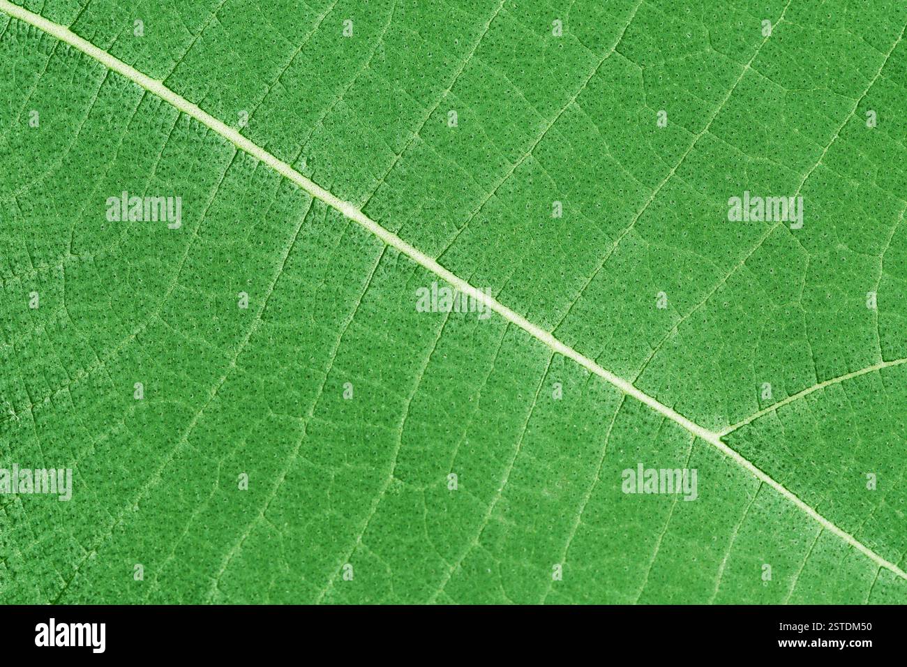 Background - green plant leaf with veins Stock Photo - Alamy