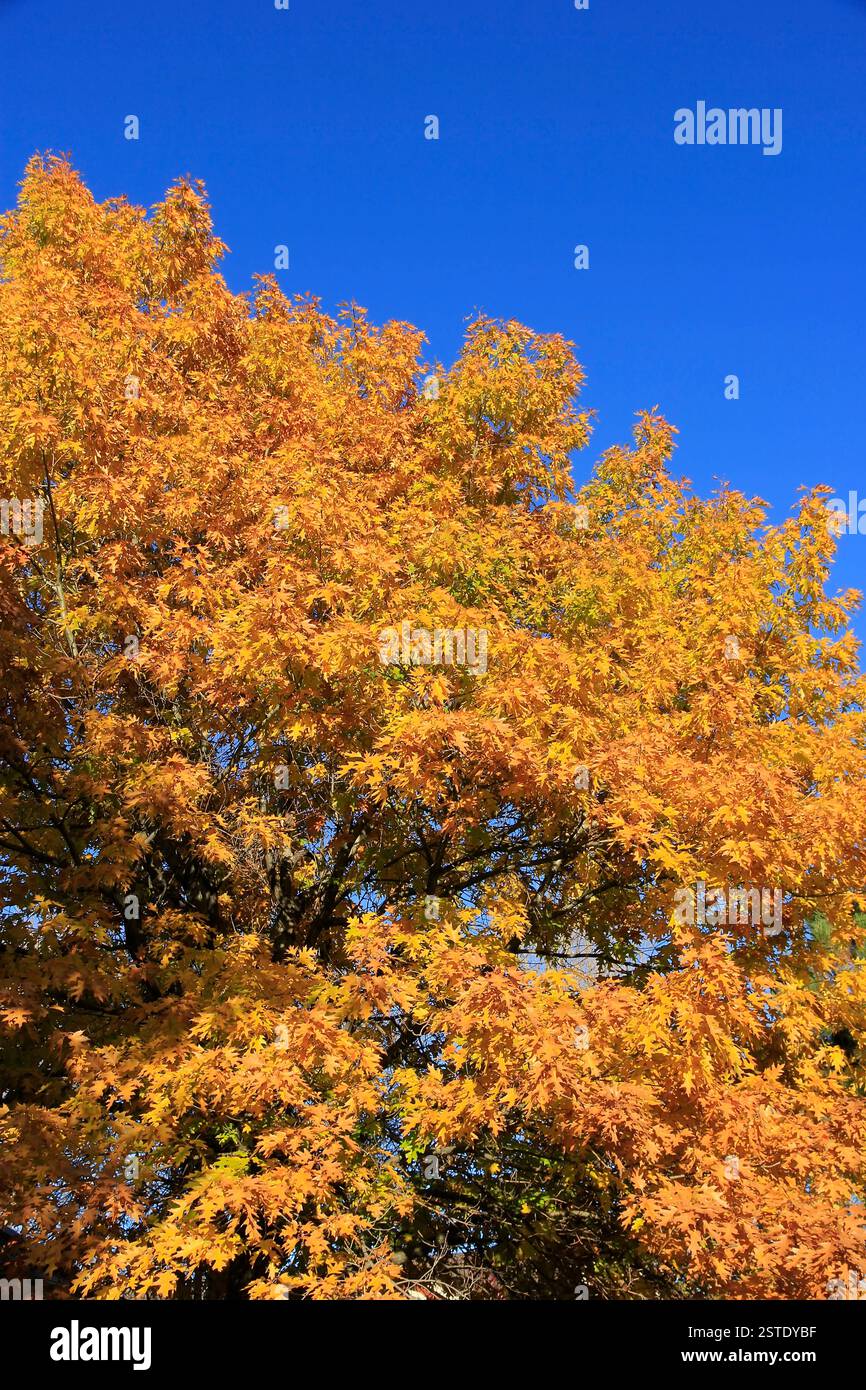 Oak tree crown against blue sky Stock Photo - Alamy