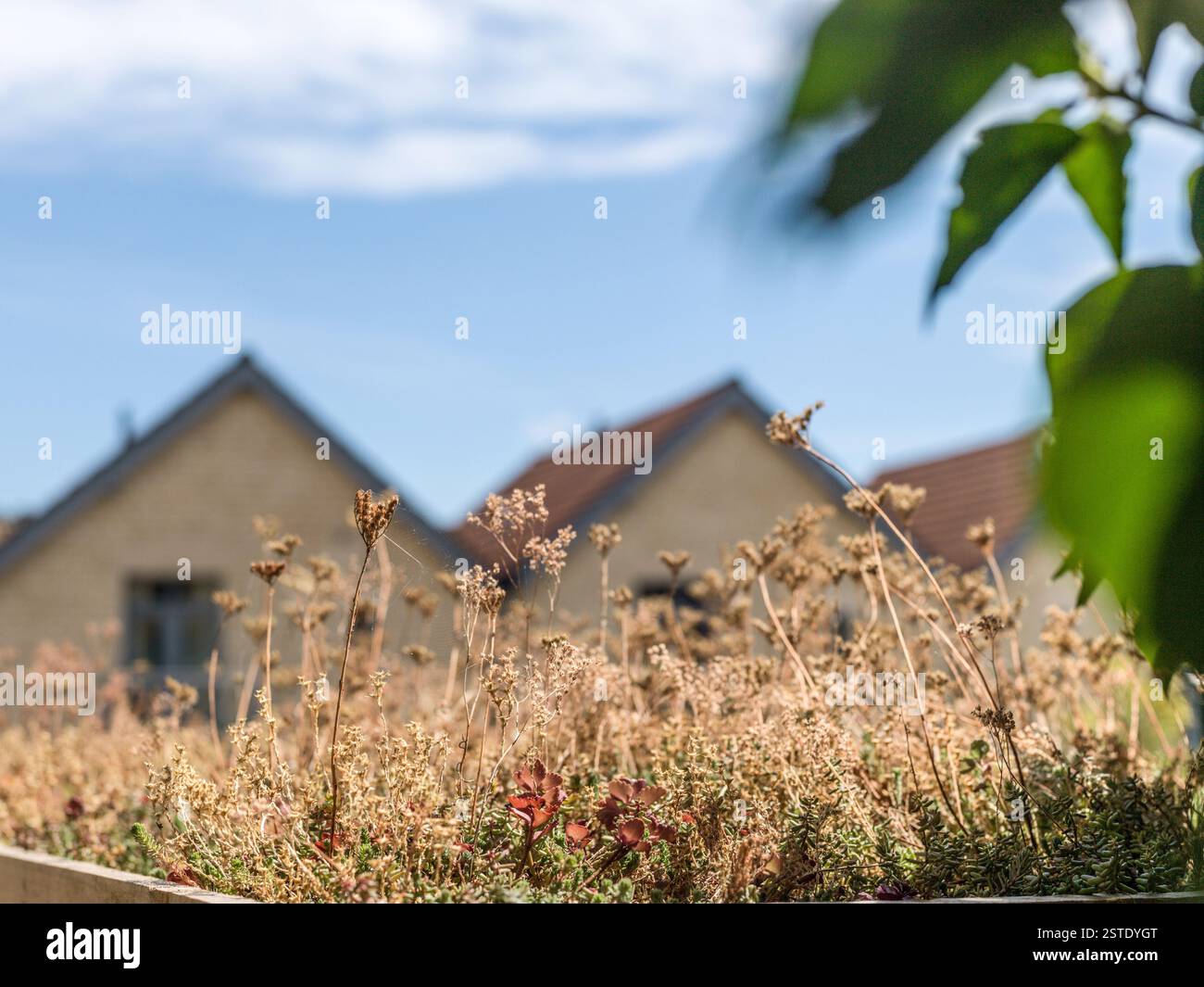 sedum green living roof on house Stock Photo
