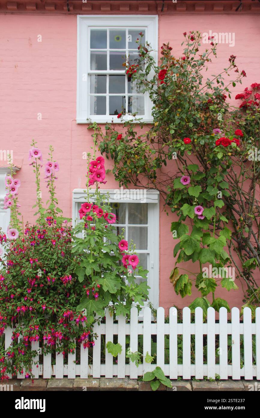 Hollyhocks and roses in the garden of a Suffolk pink cottage in Southwold, Suffolk, UK Stock Photo