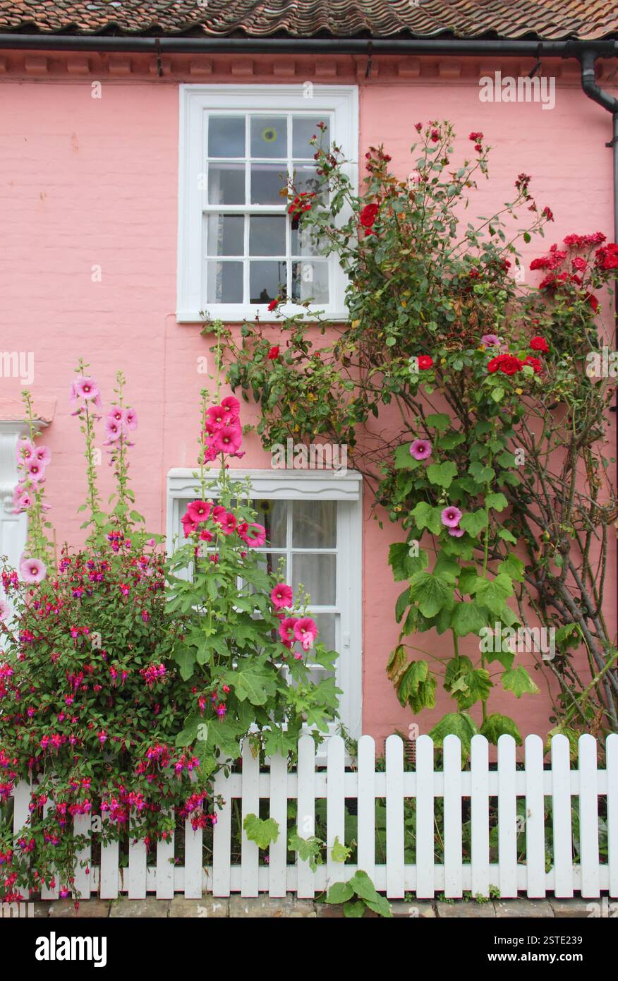 Hollyhocks and roses in the garden of a Suffolk pink cottage in Southwold, Suffolk, UK Stock Photo