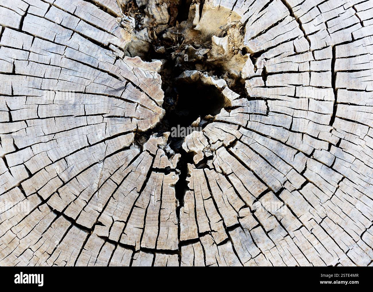 Tree slice backdrop old hi-res stock photography and images - Alamy
