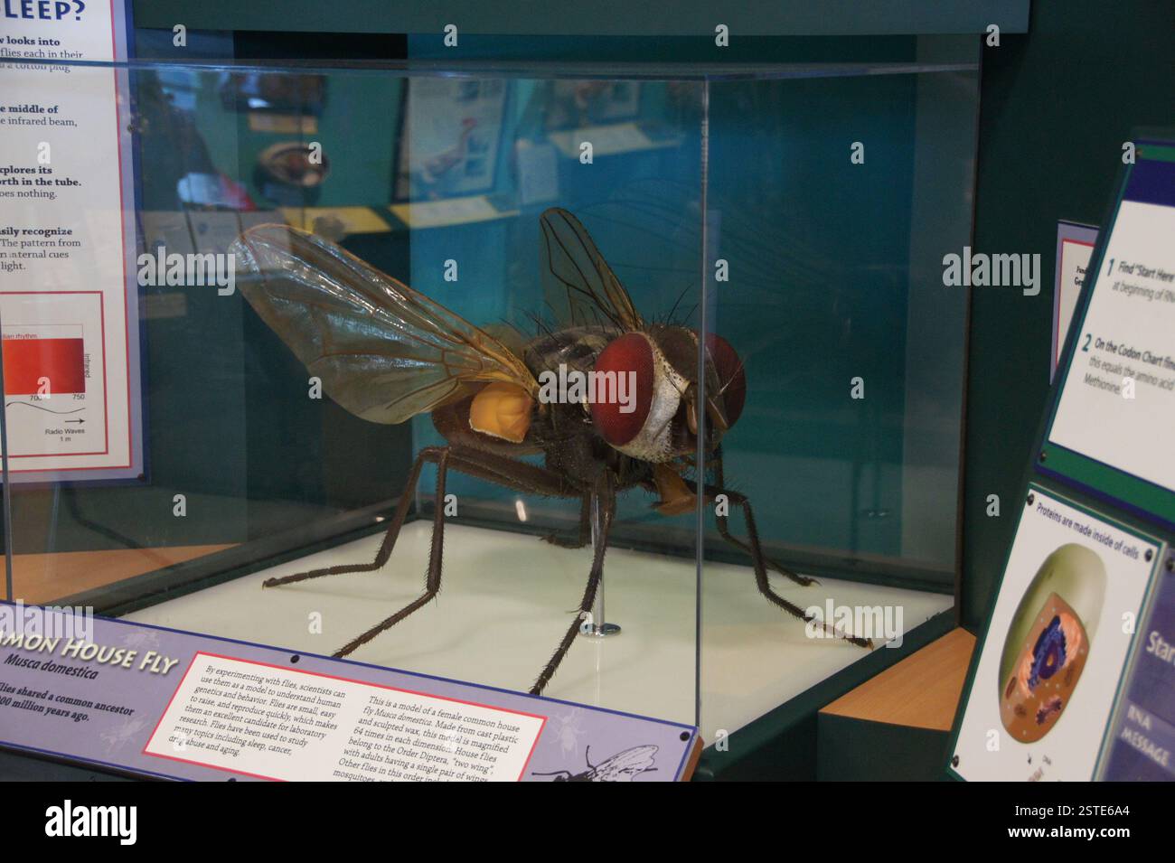 Boston is a large housefly displayed in a glass case. Red eyes, yellow and black striped body, and clear wings. It is a common pest found in homes and Stock Photo