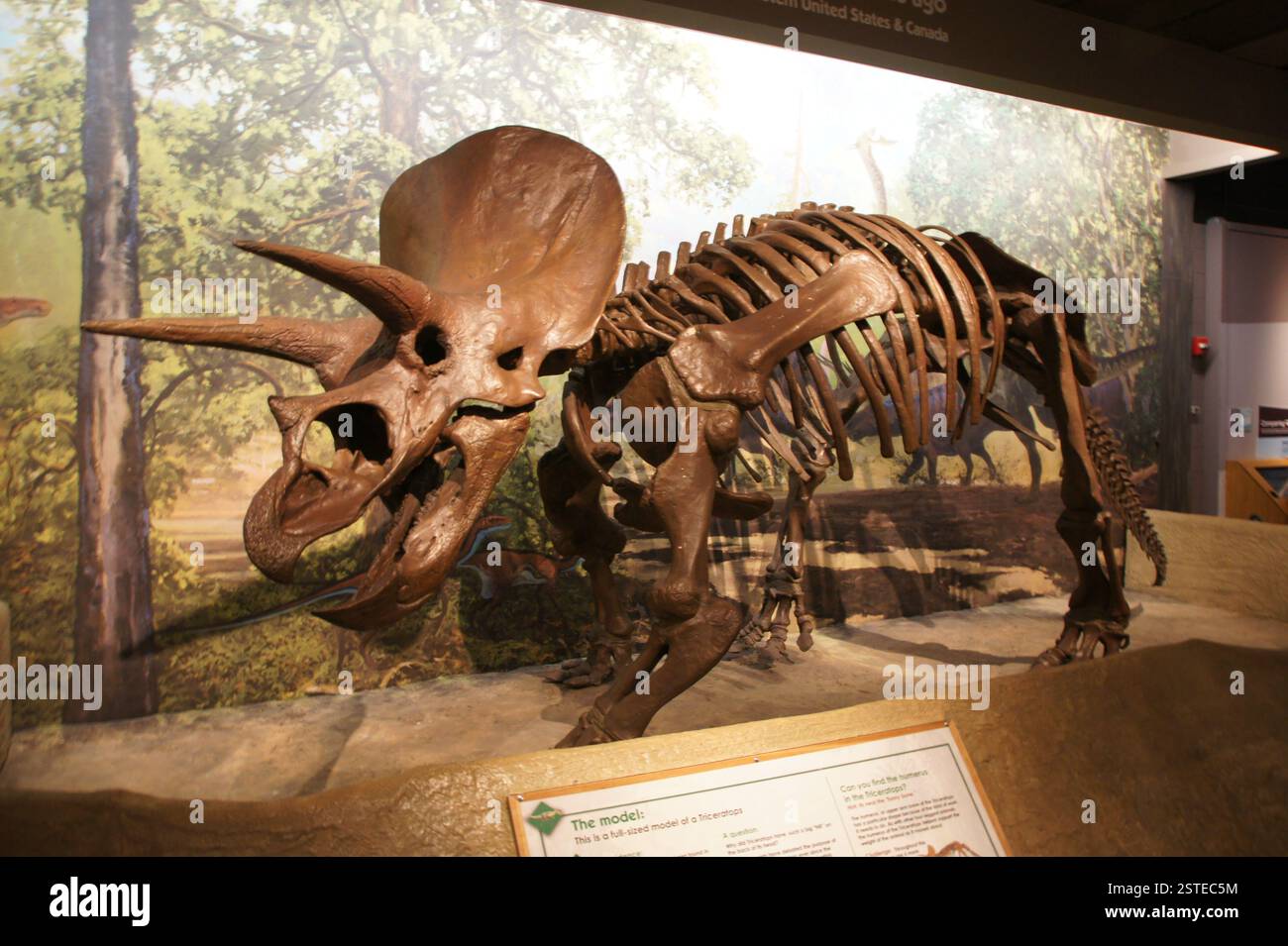 Triceratops Skeleton Three Horns Frill Around Neck Herbivore 