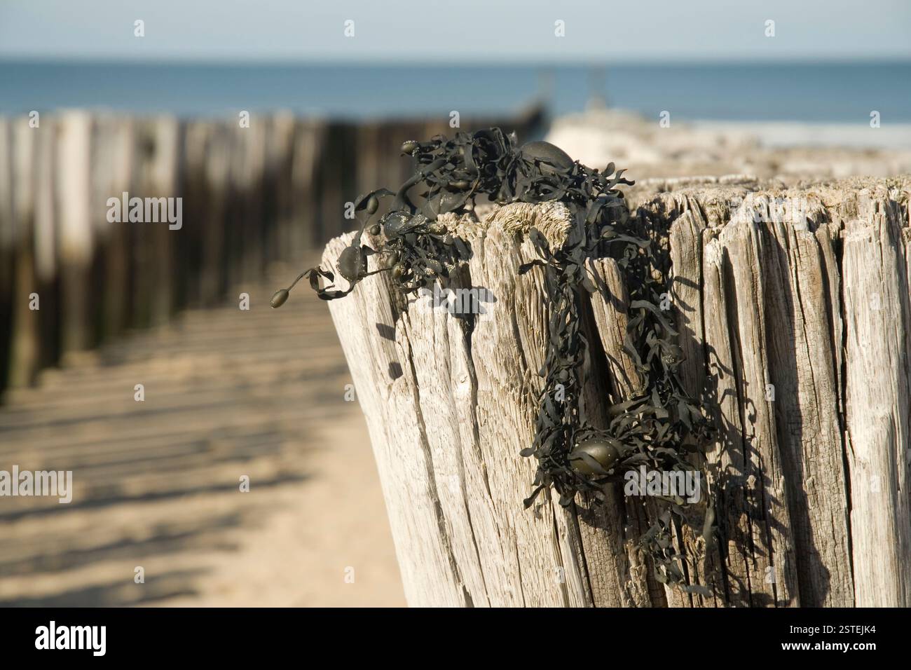 Sea-weed Stock Photo