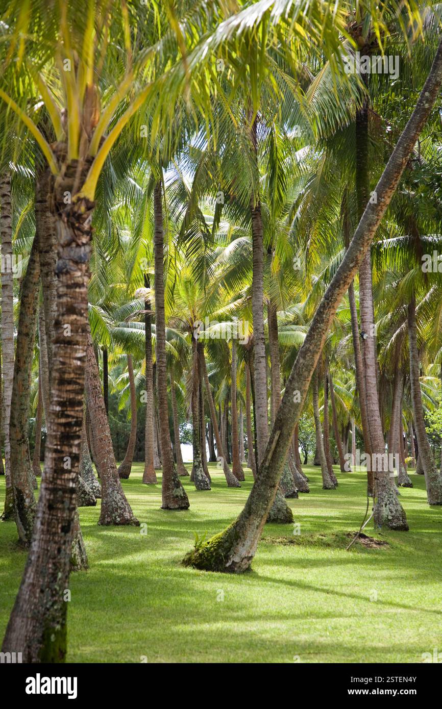 Forest grass tropical hi-res stock photography and images - Alamy