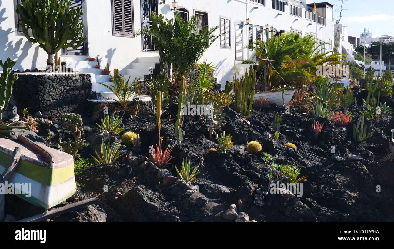 Cactus landscape design hi-res stock photography and images - Alamy