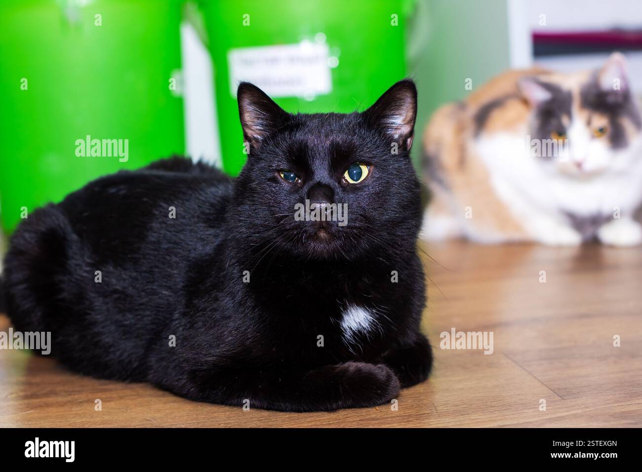 A sleek black cat with striking yellow eyes is comfortably laying on ...