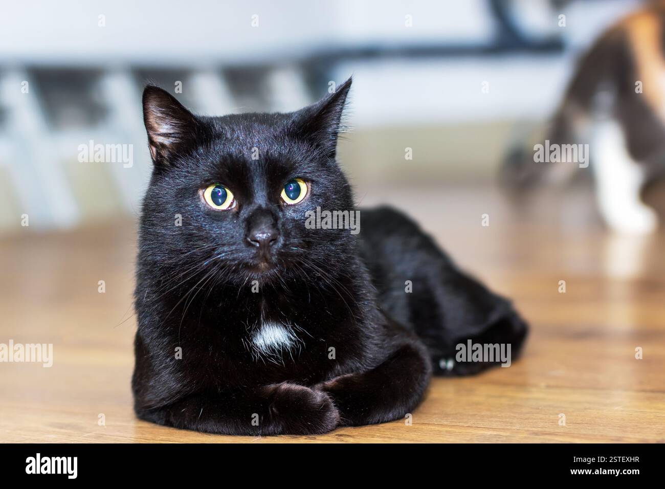 A sleek black cat with striking yellow eyes is comfortably laying on ...