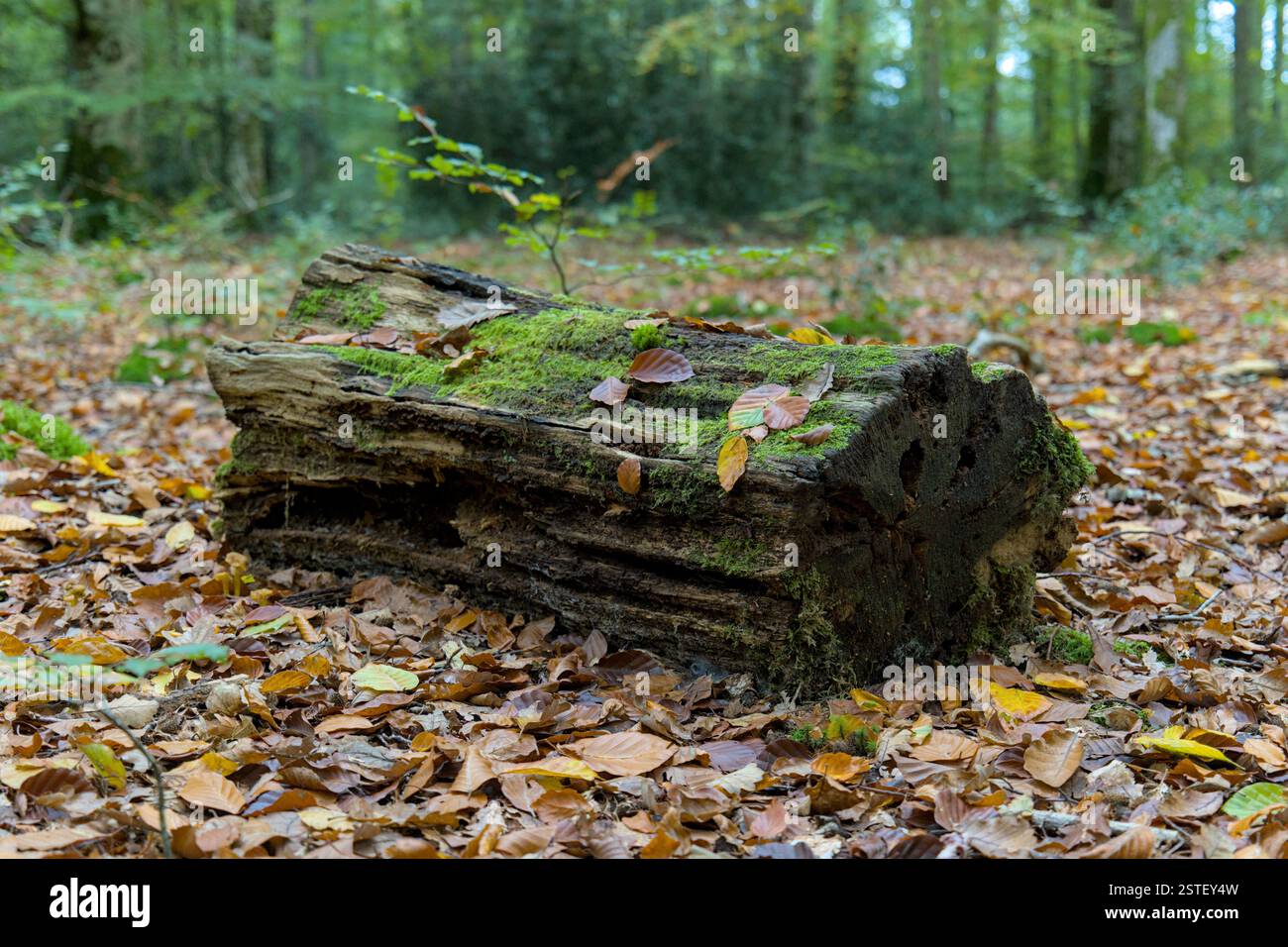 Autumn, mossy log in a forest Stock Photo
