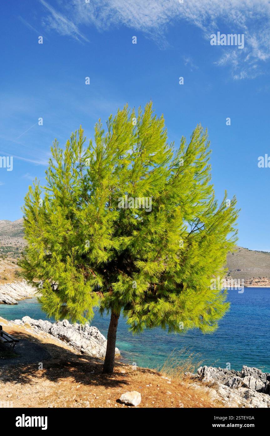 Tree at the coast Stock Photo - Alamy