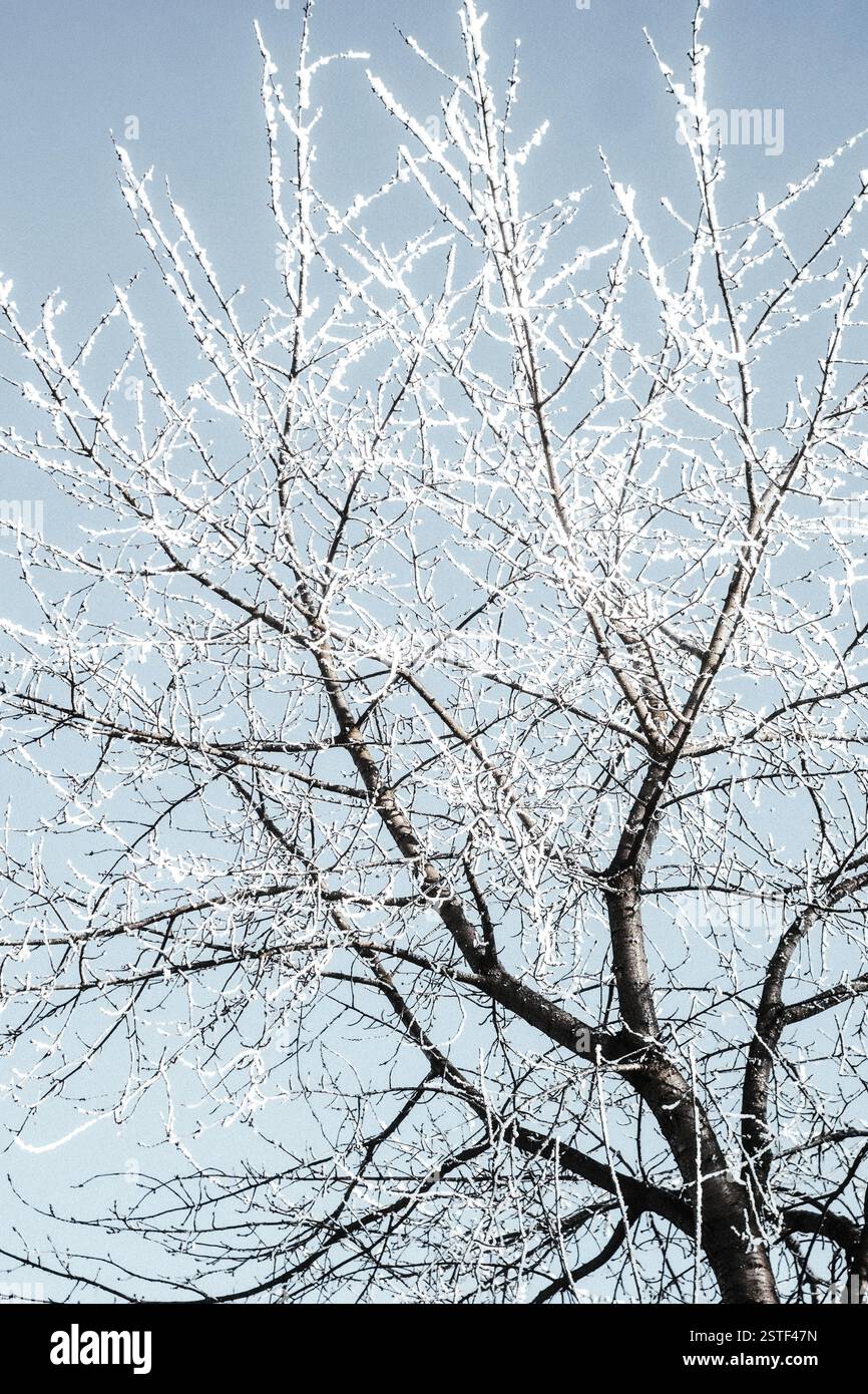 Mid-Range View of Tree with Frosty Branches and Frozen Trunk Stock ...