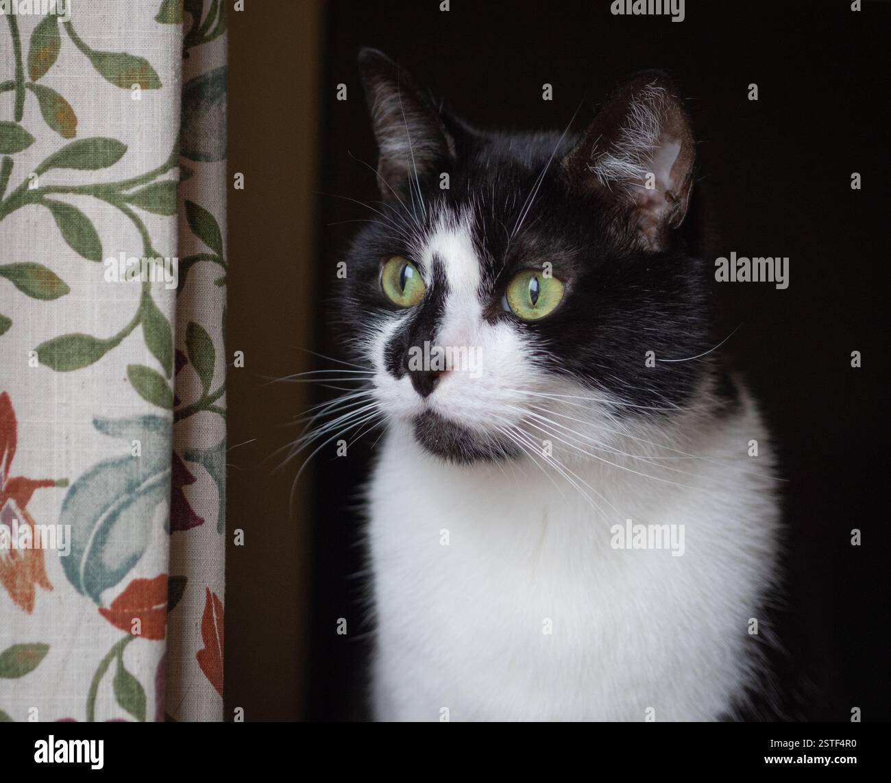 Indoor black and white (tuxedo) domestic cat looking intently out of a ...