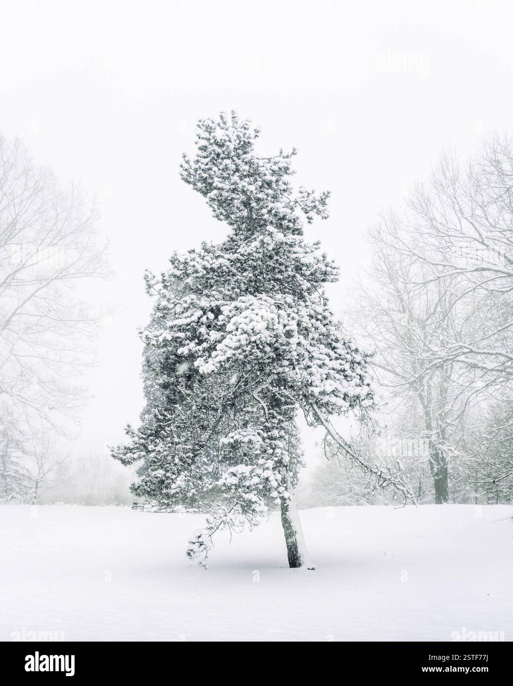 snow-covered evergreen tree in winter landscape Stock Photo