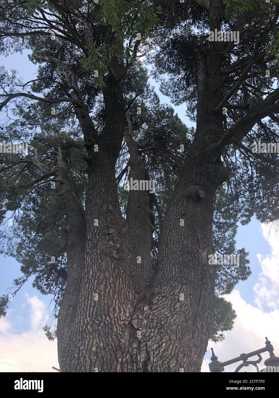 Large tree reaching for the sky hi-res stock photography and images - Alamy