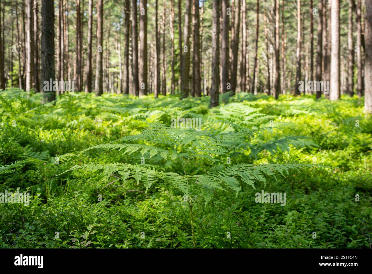Pteridium Aquilinum bracken Brake Or Common Bracken Also Known As Pteridium Aquilinum bracken Brake Or Common Bracken Also Known As