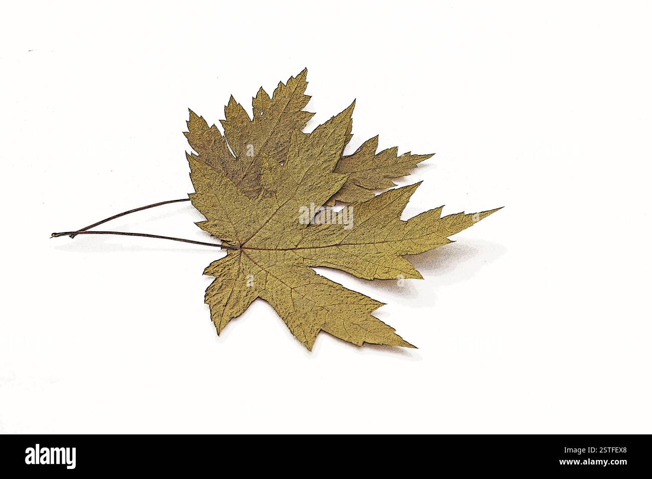 Autumn leaves on a white background Stock Photo