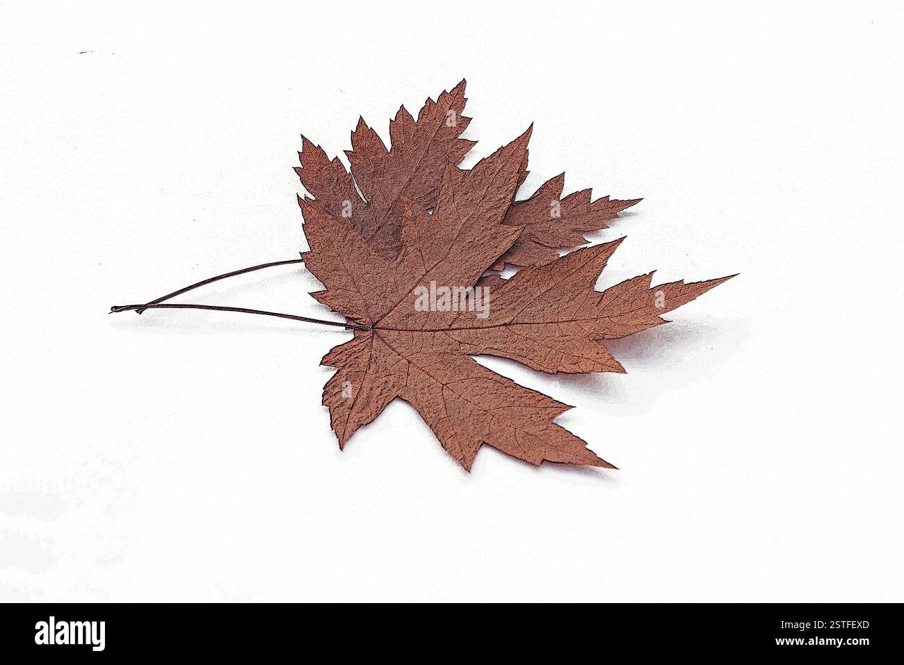 Autumn leaves on a white background Stock Photo
