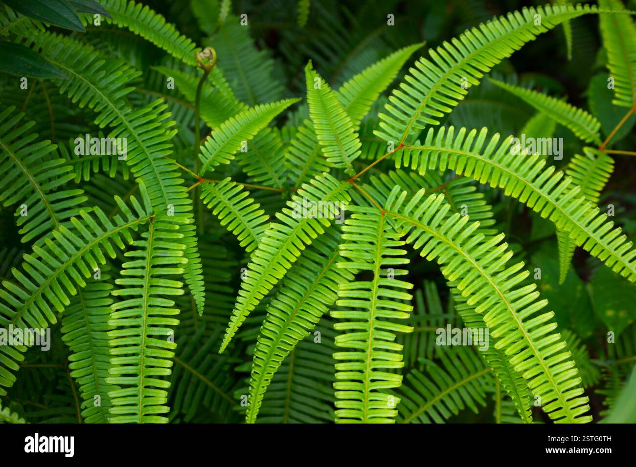 Lush green fish bone fern Stock Photo - Alamy