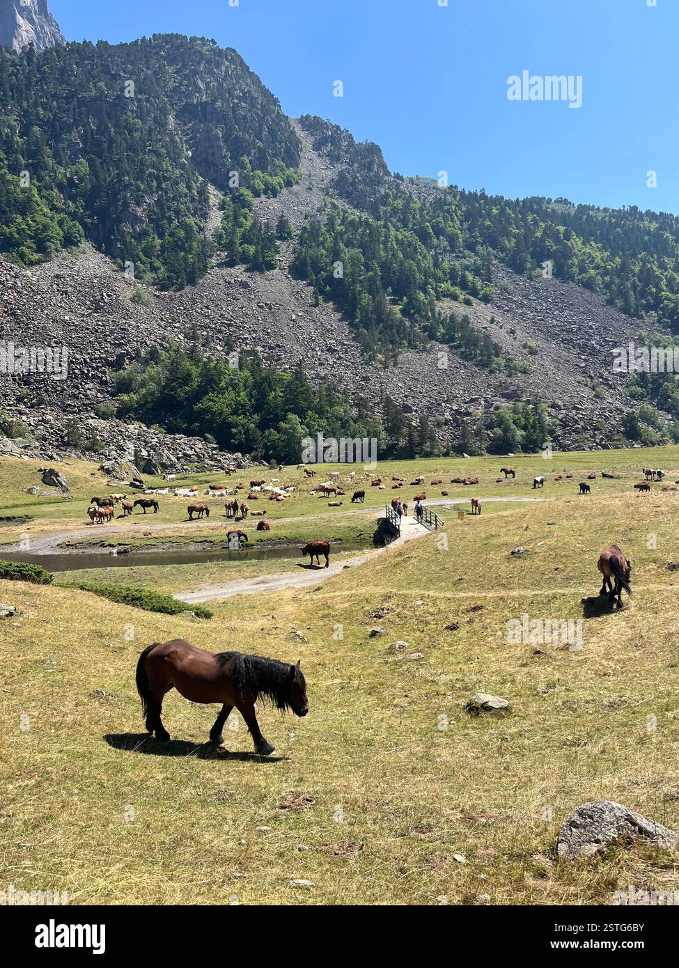 wild horse in the mountain - Smartphone Captured Stock Image