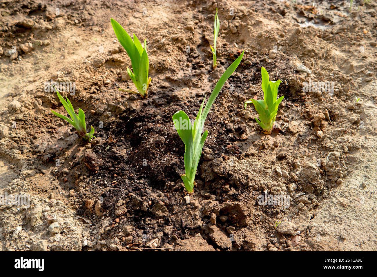 Backyard gardening. Flower bed in early spring. Seedlings in the garden ...
