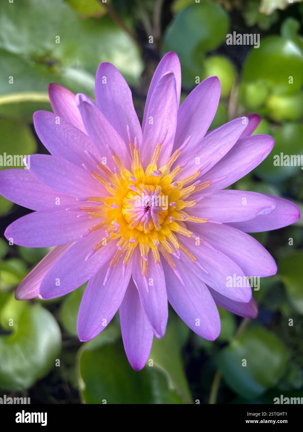 a pink lily in a beautiful pond in Hawaii - Smartphone Captured Stock Image