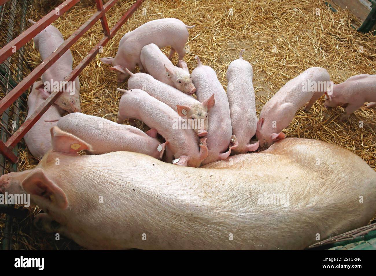 Suckling Piglets Stock Photo