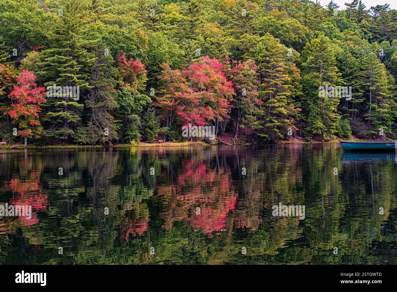 Autumn foliage reflecting on a calm lake, with vibrant red and green trees along the shoreline. A tranquil seasonal landscape showcasing fall colors. Stock Photo