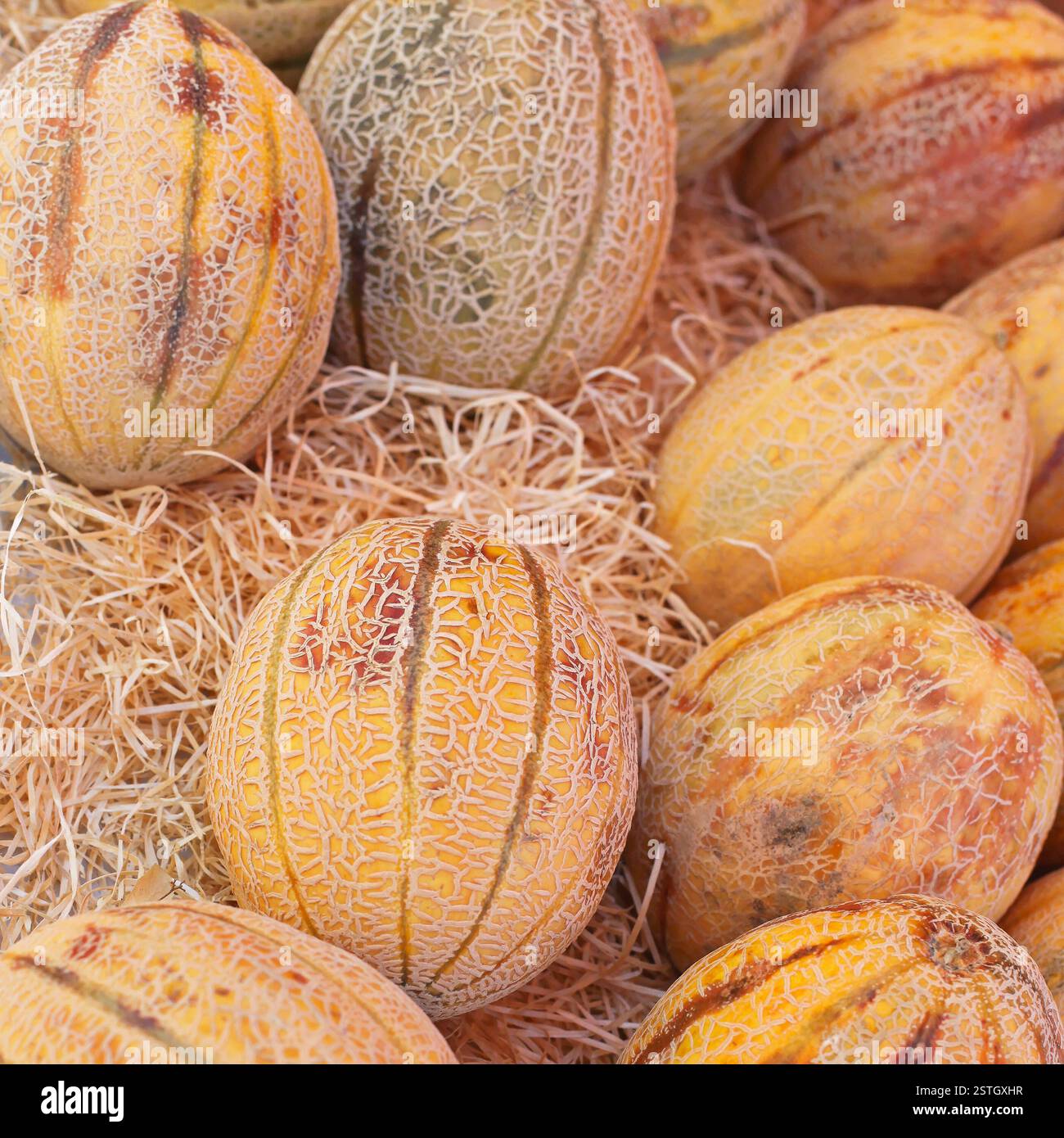 Melons Stock Photo