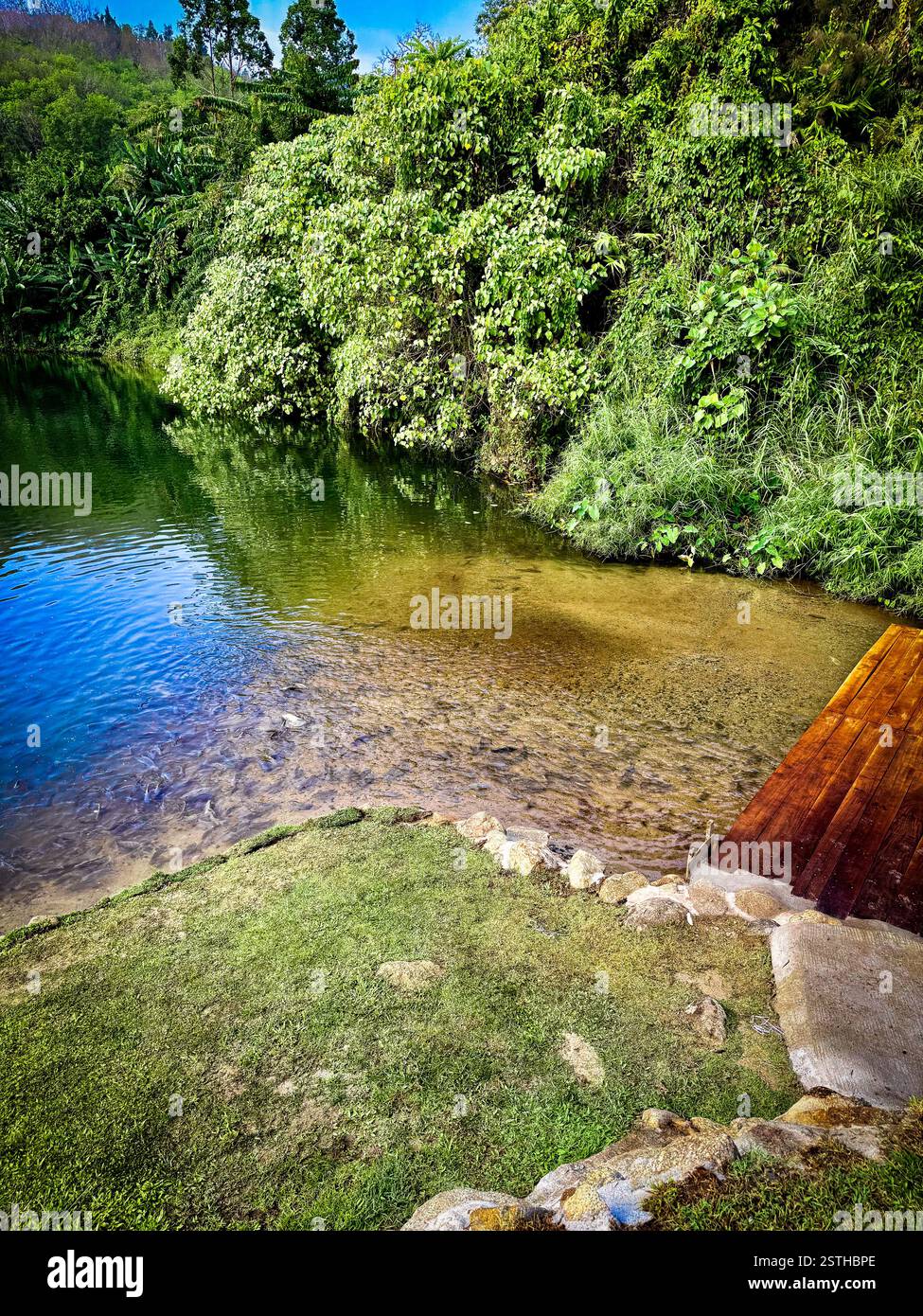 Tropical river with fish and wooden dock A peaceful river with clear waters, surrounded by dense tropical vegetation. - Smartphone Captured Stock Image