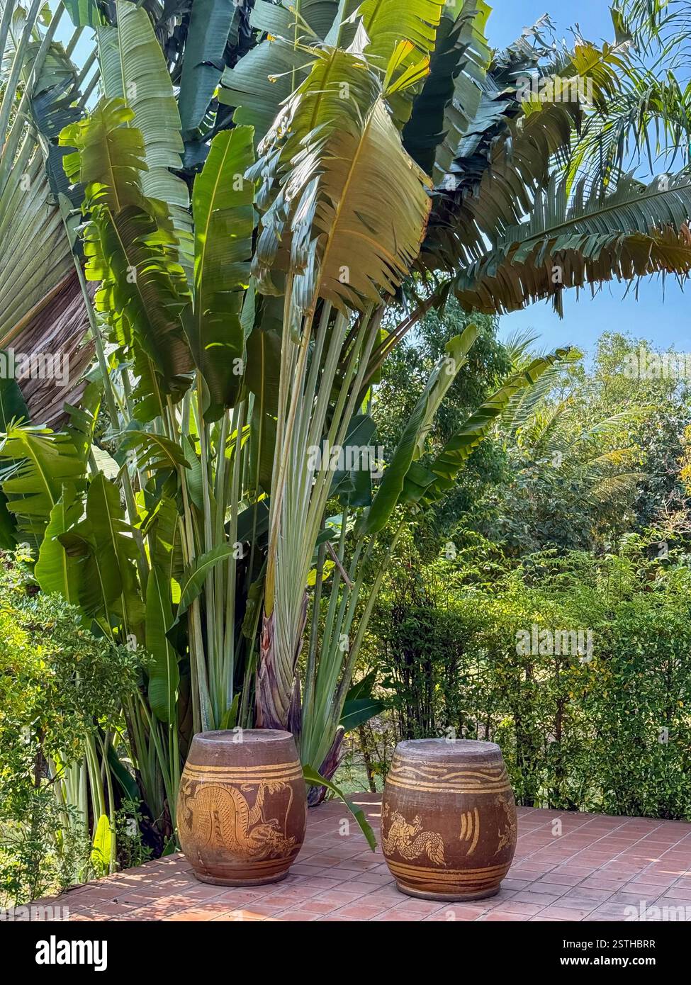 Traditional Ceramic Pots Under Tropical Foliage Two ceramic pots with traditional patterns sit on a brick terrace, surrounded by lush tropical vegetat - Smartphone Captured Stock Image