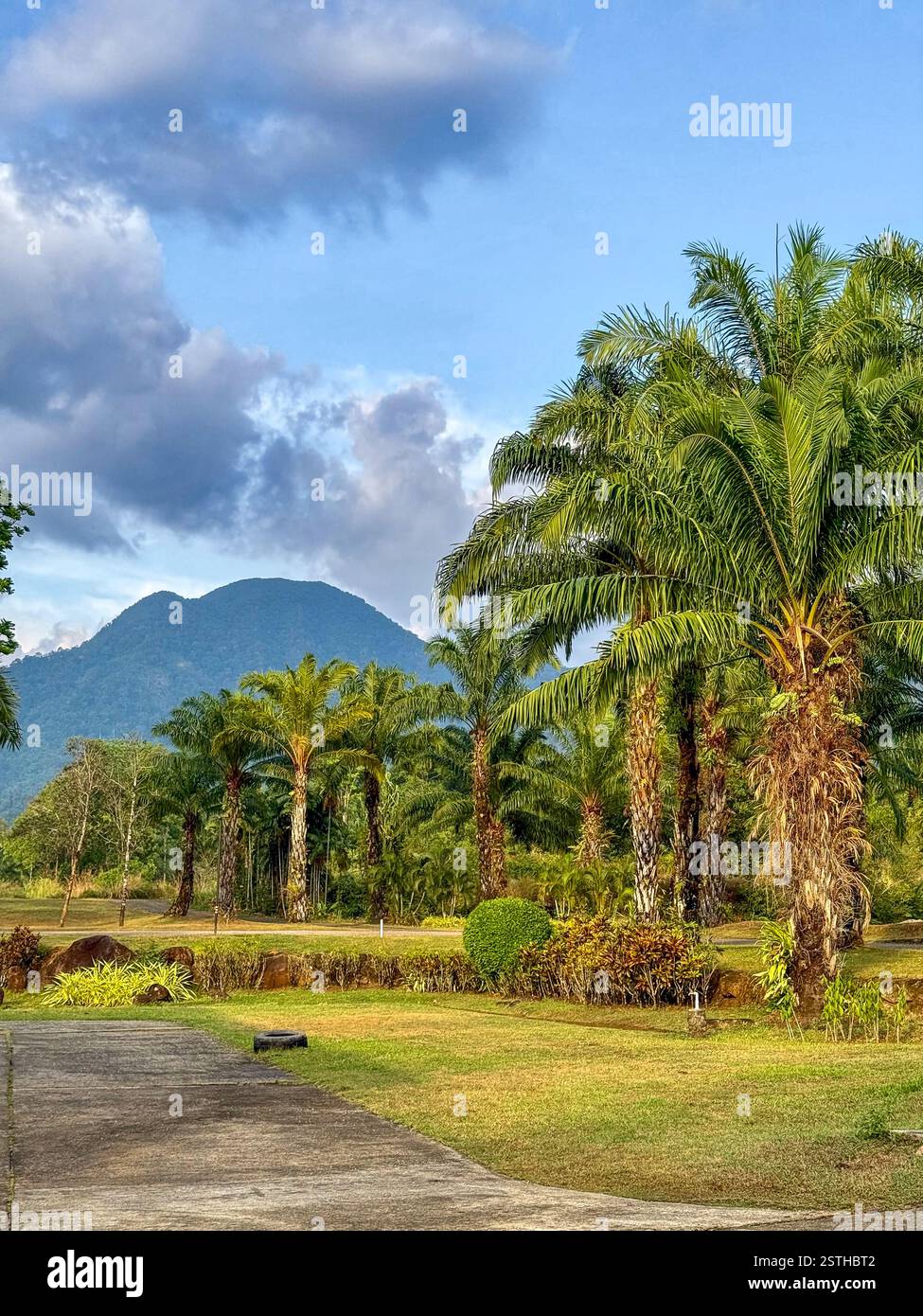 Tropical Landscape with Palm Trees and Mountain View A scenic view of lush palm trees against a backdrop of a distant mountain under a blue sky. - Smartphone Captured Stock Image