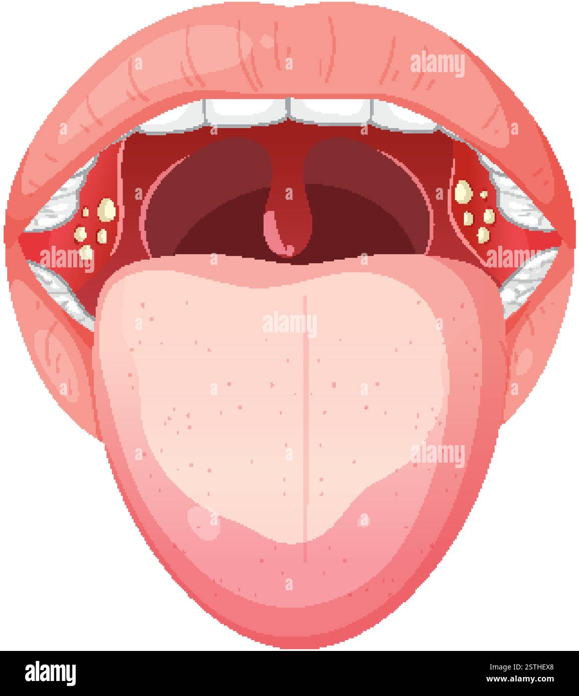 Detailed vector of mouth and throat anatomy Stock Vector Image & Art