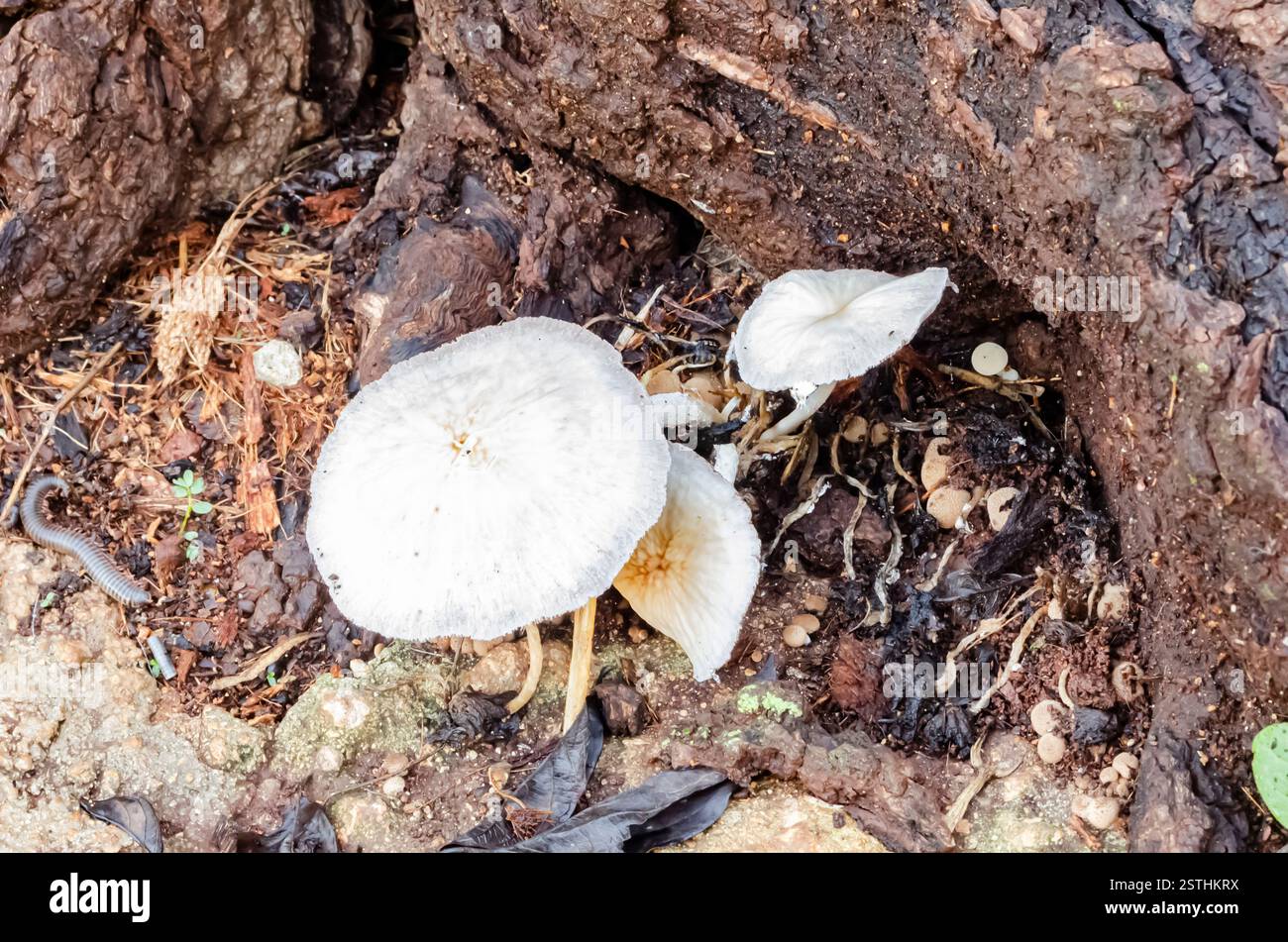Wild Jamaican Mushrooms Growing from Dead Mango Tree Root Stock Photo