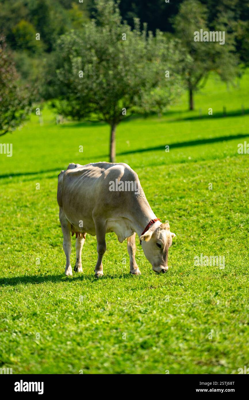 Jersey cow breeds hi-res stock photography and images - Alamy