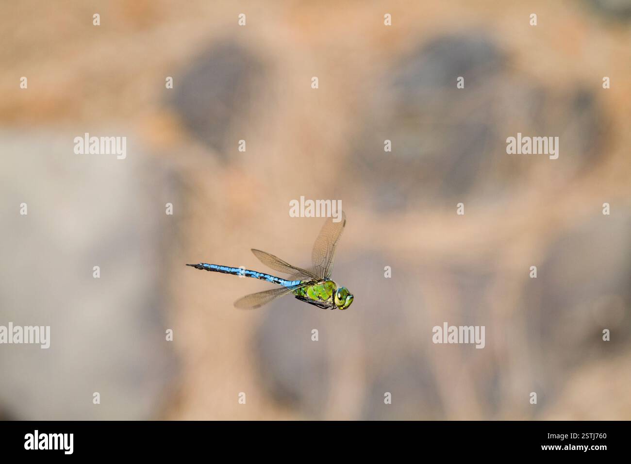 Emperor dragonfly  (Anax imperator) Stock Photo