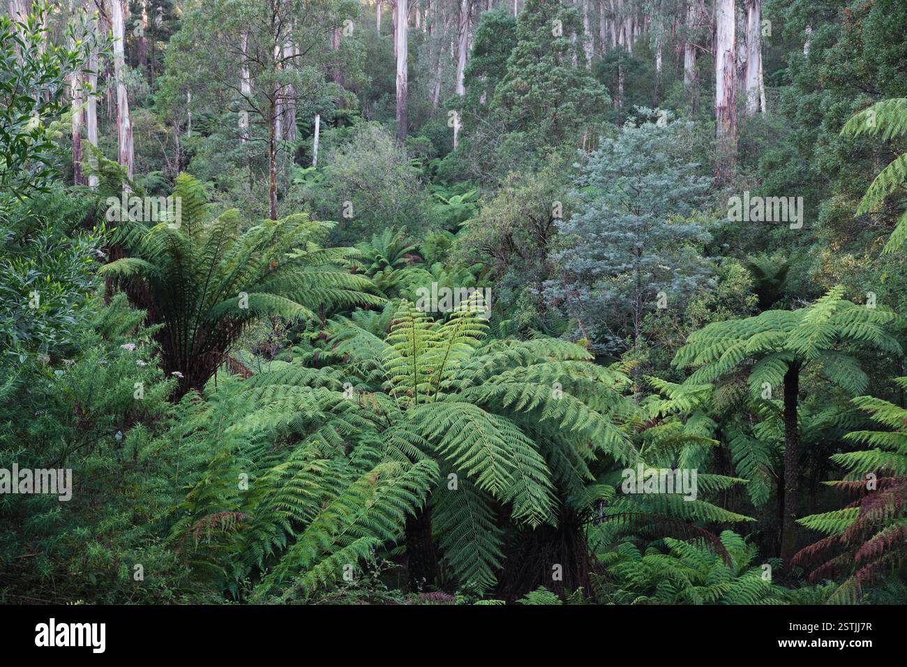 Giant tree ferns hi-res stock photography and images - Alamy