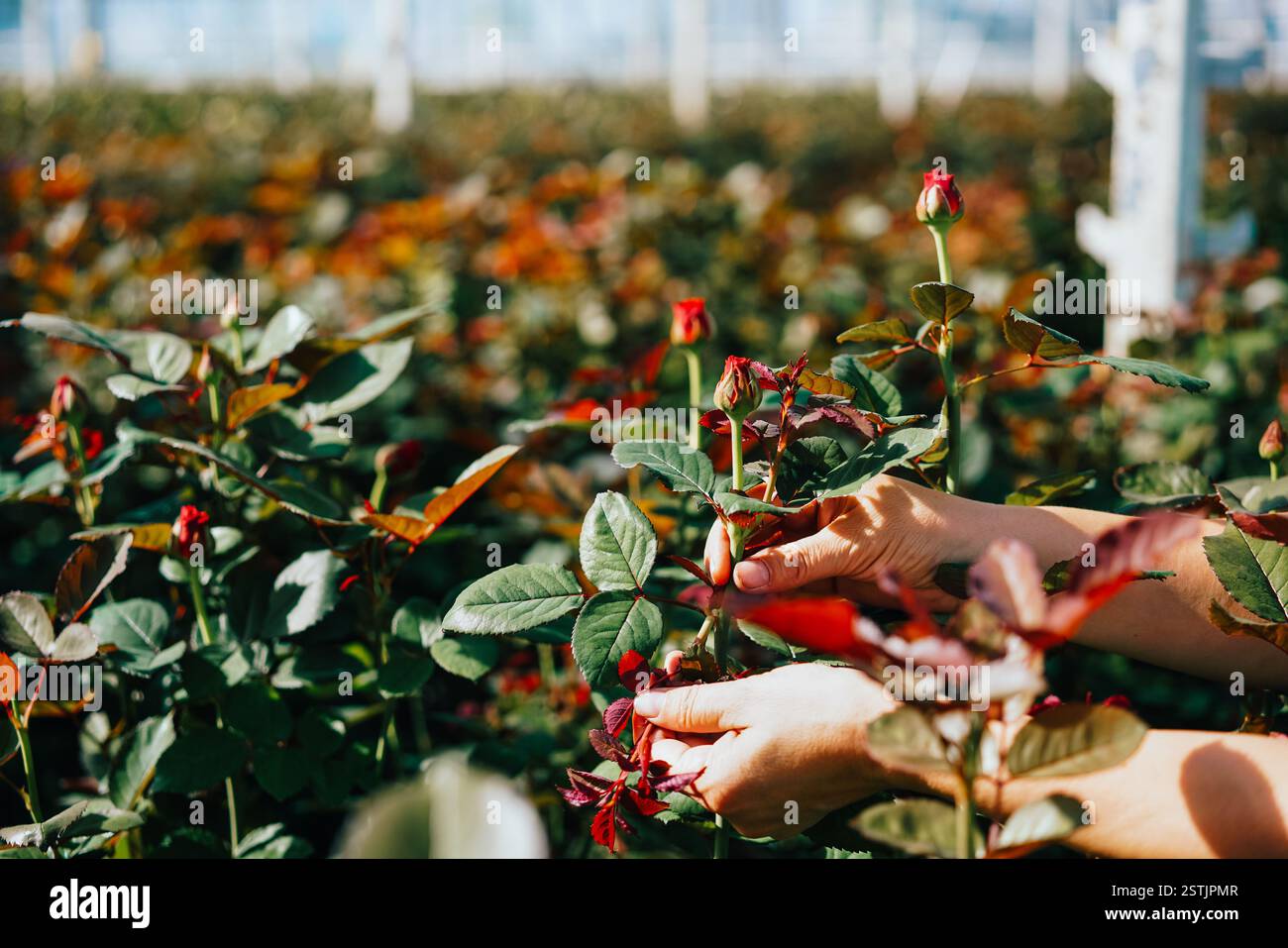 Work rose plantation hi-res stock photography and images - Alamy
