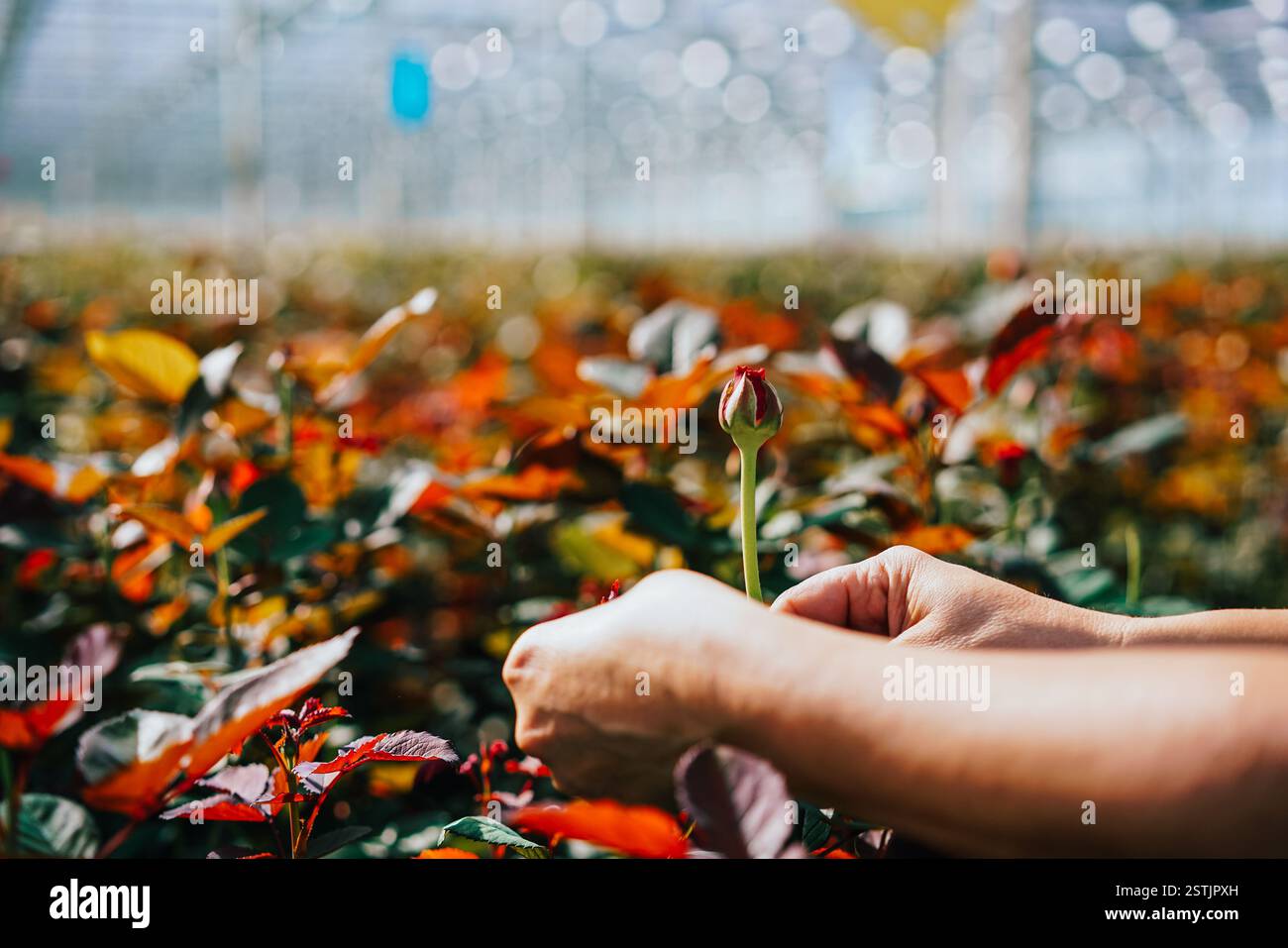 Greenhouse roses growing under daylight. Roses are grown in a ...