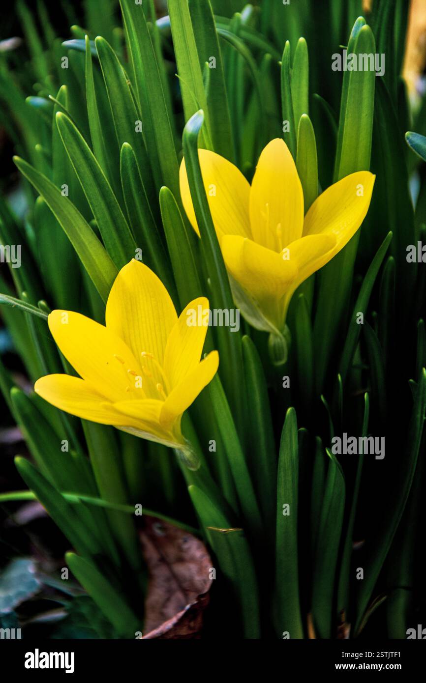 Two winter daffodils closeup Stock Photo