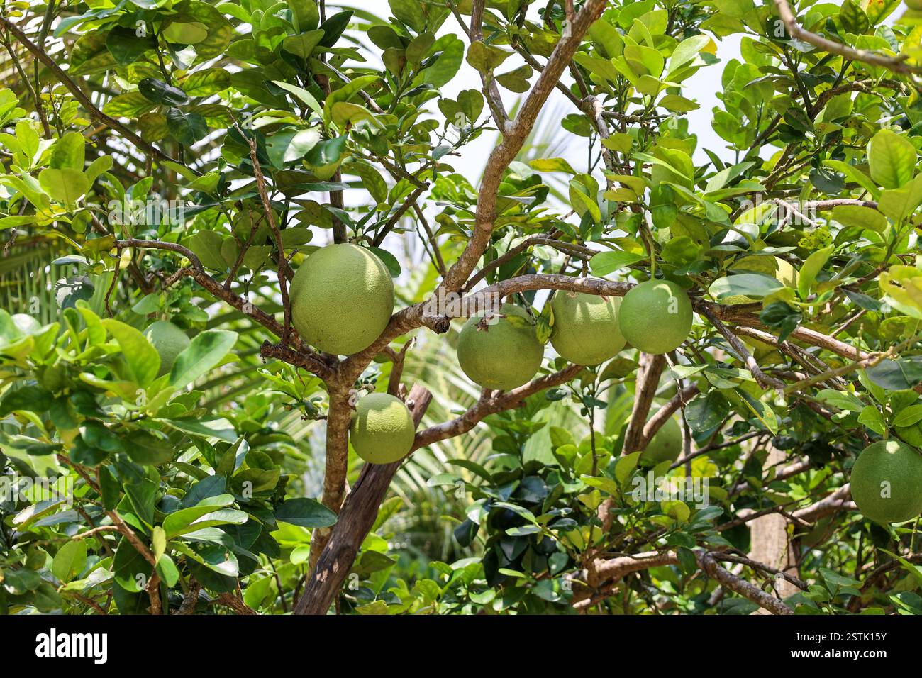 close view of pomelo fruits hanging on the tree in tropical climate, Vietnam Stock Photo