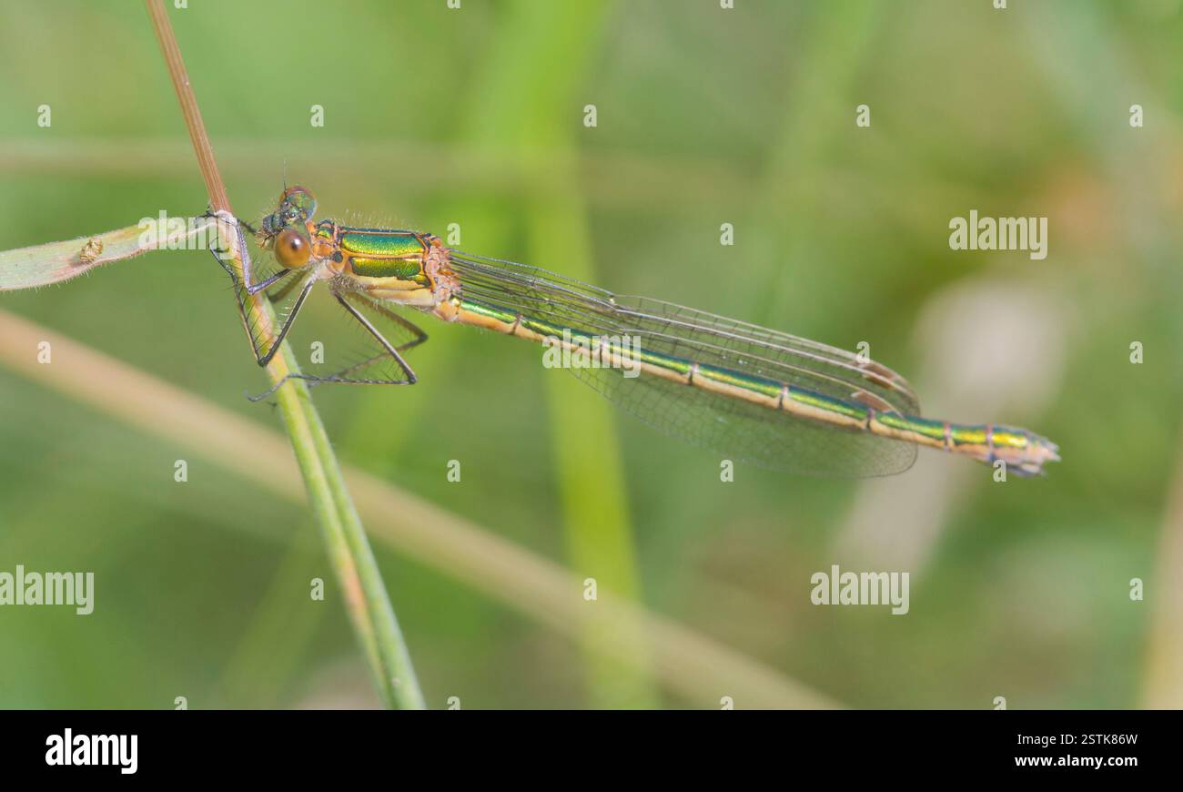 Emerald Damselfly Lestes sponsa Stock Photo - Alamy