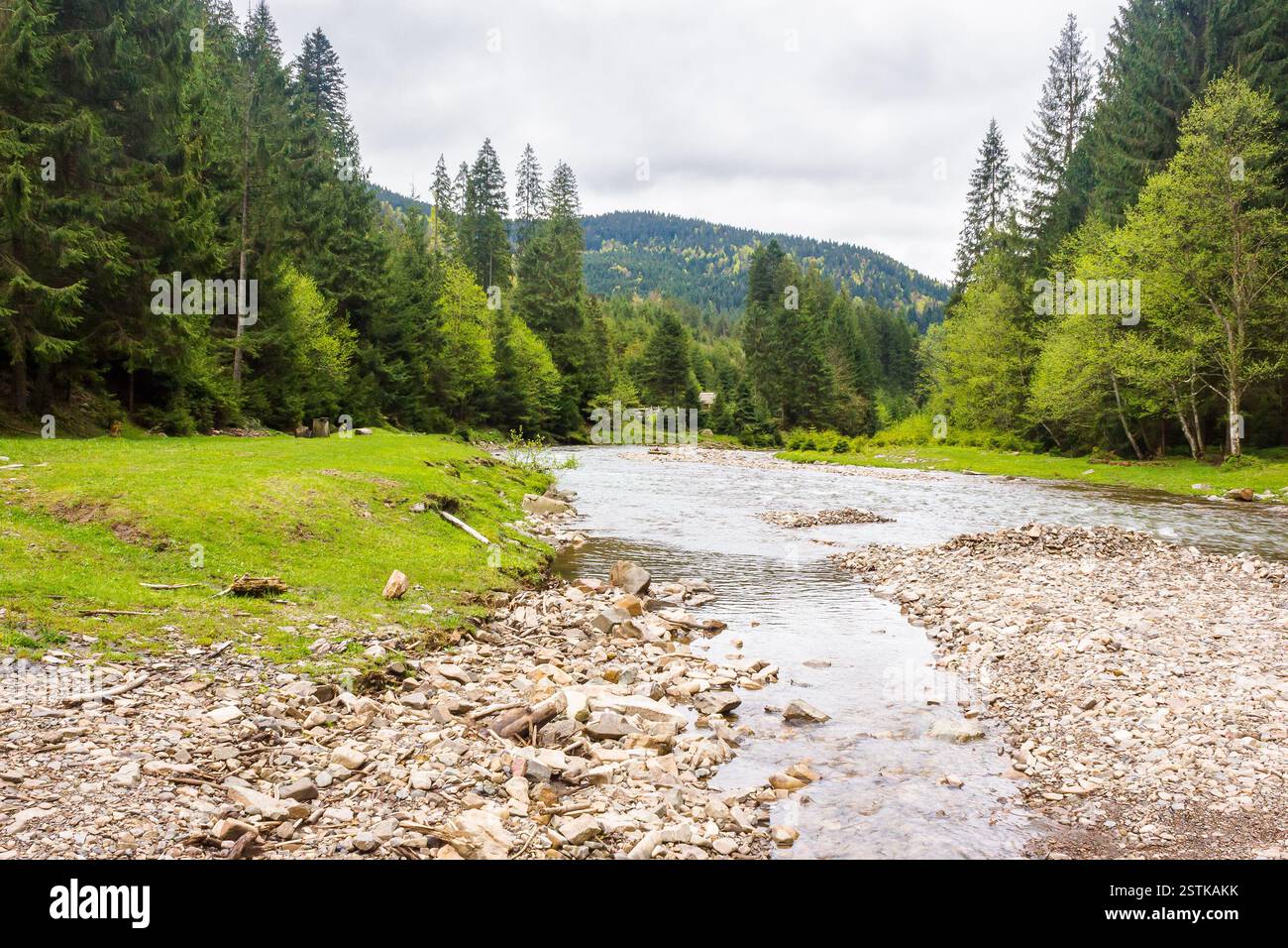 landscape with mountain river in spring. europe ecosystem. cloudy weather. forest on the shore. beautiful scenery of synevyr national park. water stre Stock Photo
