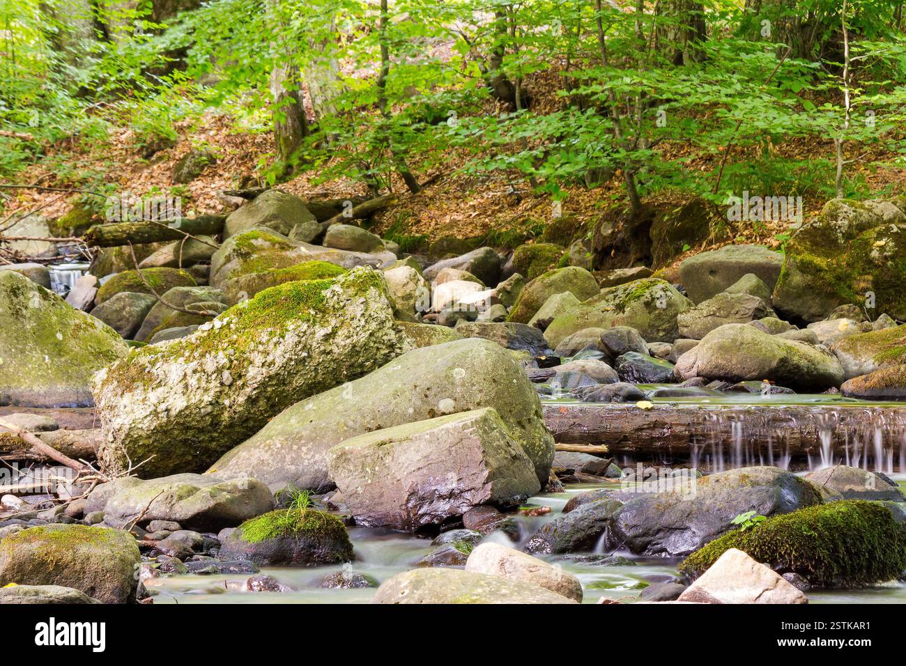 brook in the green forest. park scenery. water flows among mossy stones and trees. beautiful parks and outdoors nature background in summer. ecology f Stock Photo