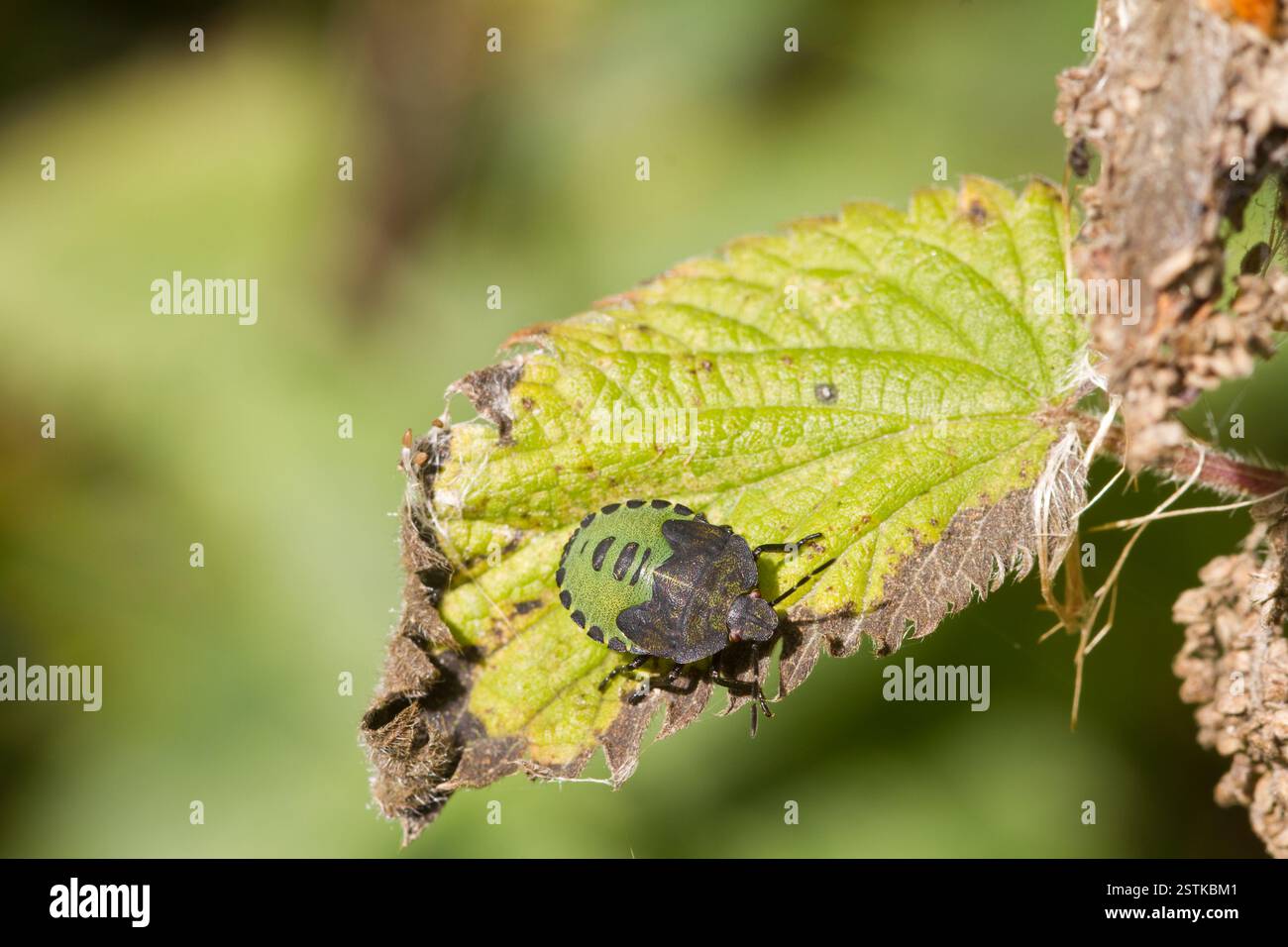 Uk shield bug hi-res stock photography and images - Alamy