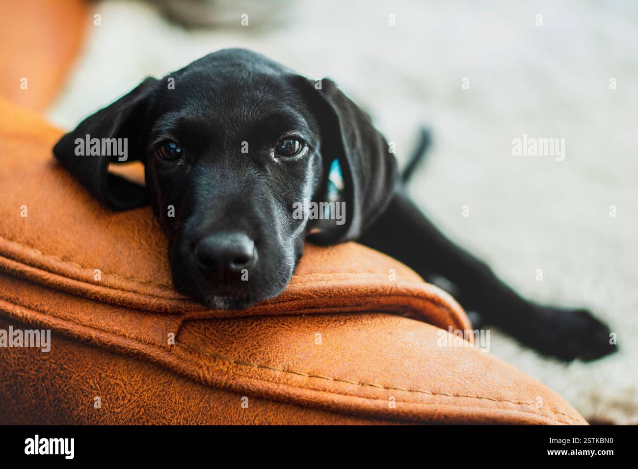 Sleepy dog resting it's head on the leather couch Stock Photo