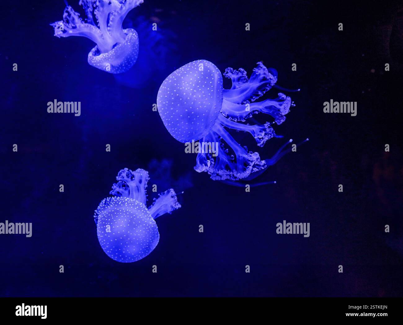 Purple jellyfish swimming underwater in aquarium Stock Photo - Alamy